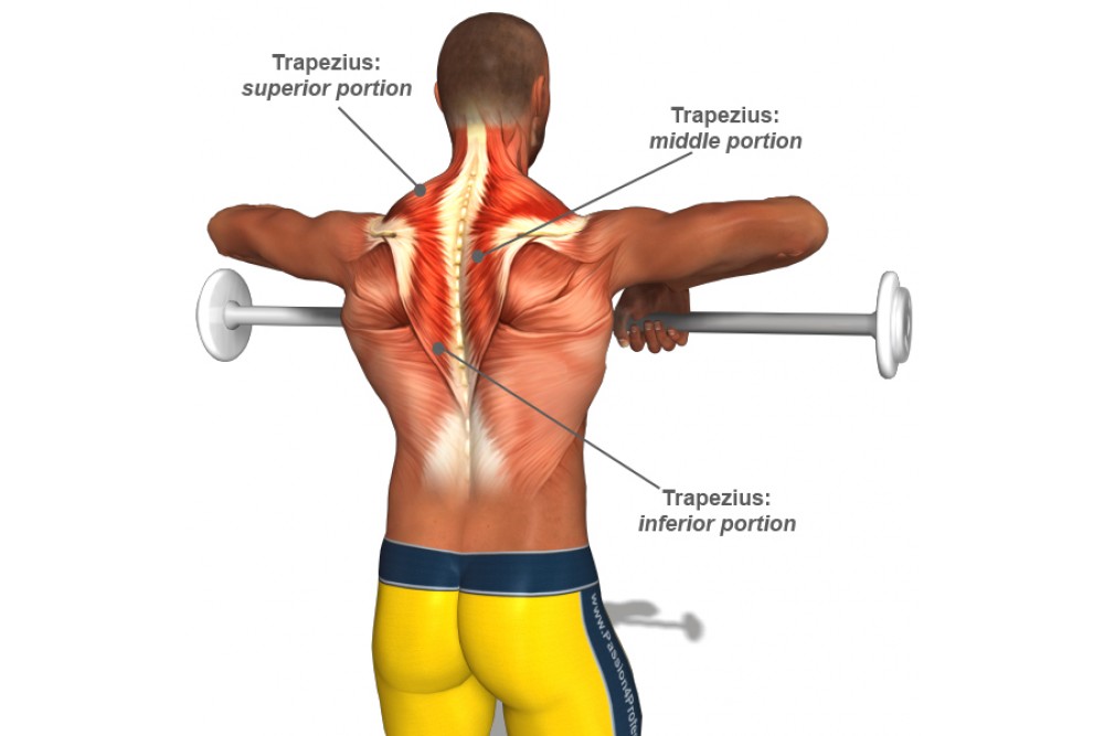 10 Benefits of a Trapezius Workout 10 Benefits of a Trapezius Workout